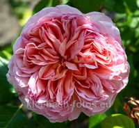 Englische Rose