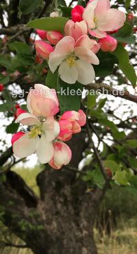 Apfelbl&uuml;te auf dem K&uuml;hkopf