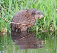 Nutria am Landgraben