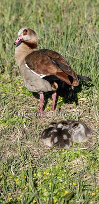 Nilg&auml;nse