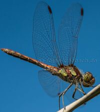 Libelle Gro&szlig;-Gerau Natur