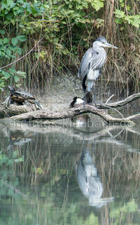 Reiher Gro&szlig;-Gerau Natur