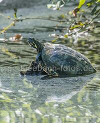 Wasserschildkr&ouml;te Gro&szlig;-Gerau Natur