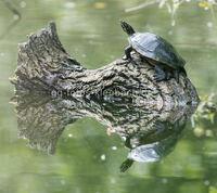 Wasserschildkr&ouml;te Gro&szlig;-Gerau Natur