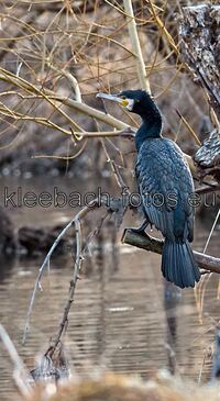 Kormoran Gro&szlig;-Gerau