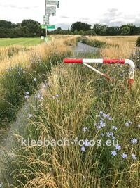 Auf dem Rheindamm bei Leeheim: die Natur greift Raum