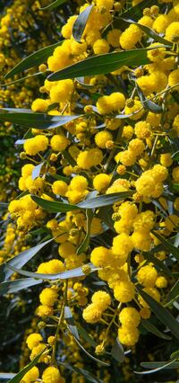 Mimosen: April / S&uuml;dfrankreich