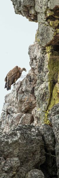 G&auml;nsegeier in der Extremadura / Monfrag&uuml;e