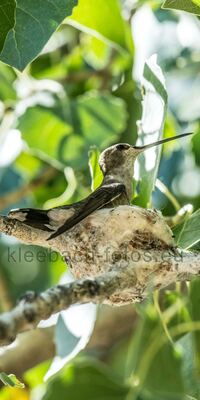 Kolibri auf dem Nest in Utah