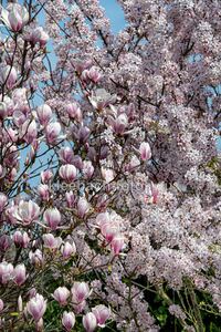 Magnolienbl&uuml;te