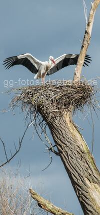 Neues Nest in br&uuml;chiger Weide