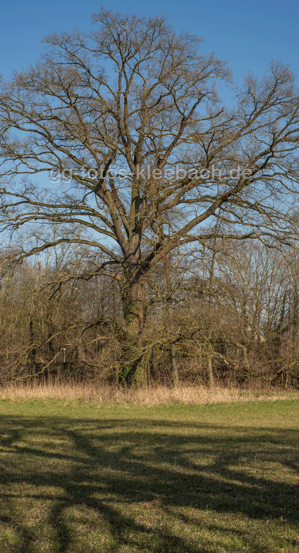 Fasanerie-Eiche