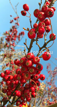 Zeit der wilden Beeren