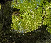 Novembersonne - eingefangen an einem Z&uuml;rgelbaum auf dem K&uuml;hkopf bei Stockstadt