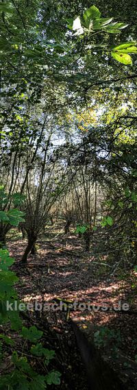 Herbst auf dem K&uuml;hkopf