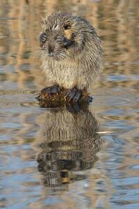 Nutria im Osterbruch