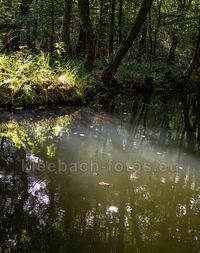 Spreewald Licht