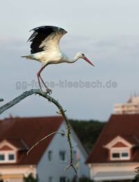 Jungstorch Gro&szlig;-Gerau Natur